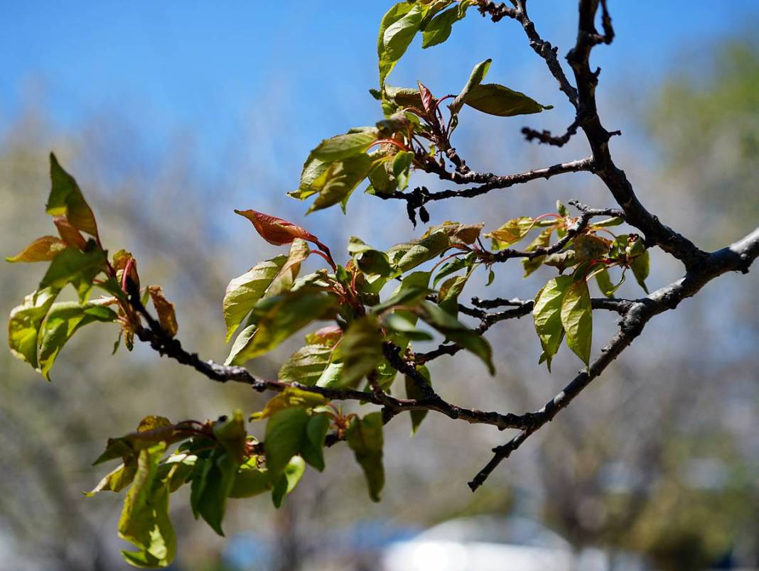 Tarımda tarihin en büyük felaketi yaşanıyor! Meyve, sebze fiyatlarında rekor artış yaşanacak 32